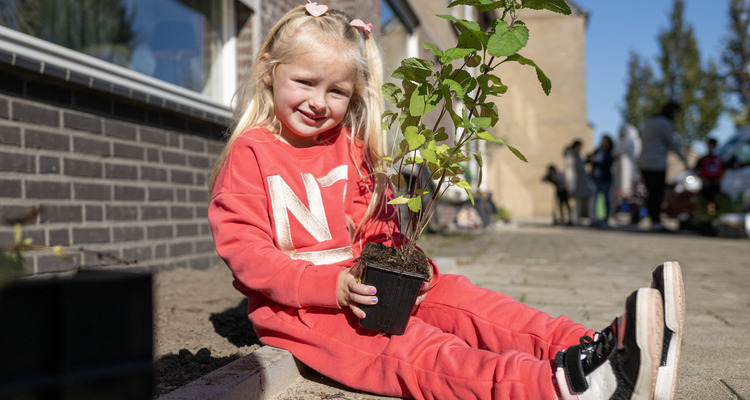 Aanplanten geveltuintjes Runstraat