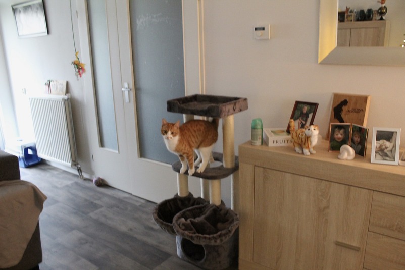 Een kat op een krabpaal